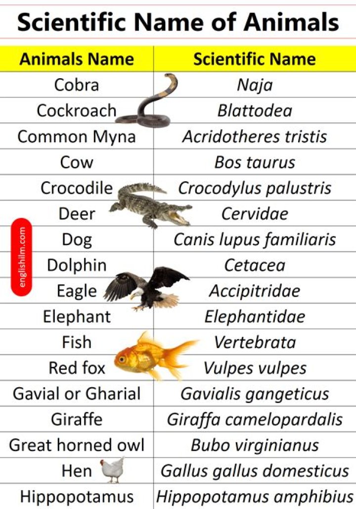 What is the scientific name of Pheretima?