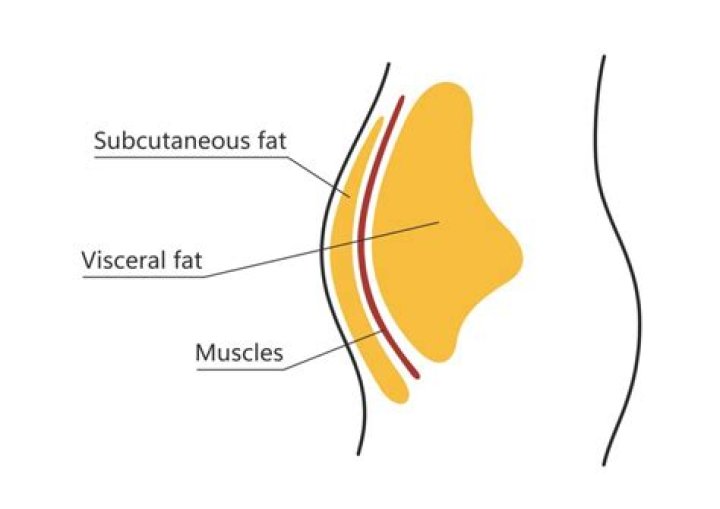 What is visceral tissue?
