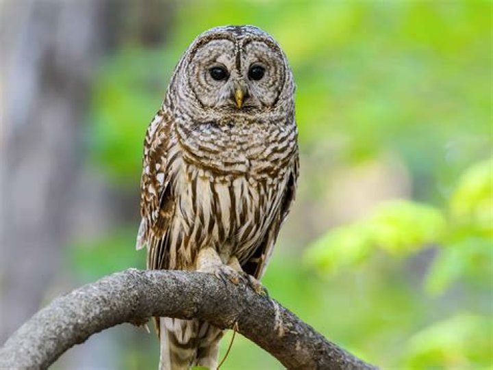 What kind of owls live in the ground