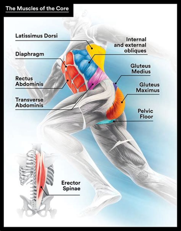 What muscles are involved in kissing?
