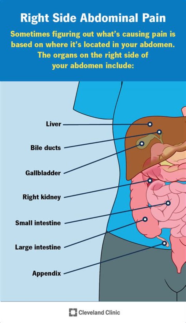 What organ is on your right mid side?
