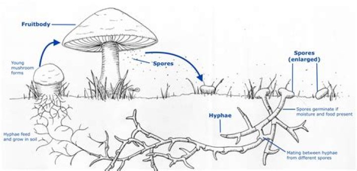 What parts make up the body of a fungus?