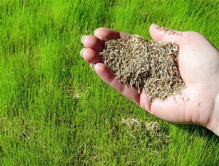 What percentage of grass seed germinates?