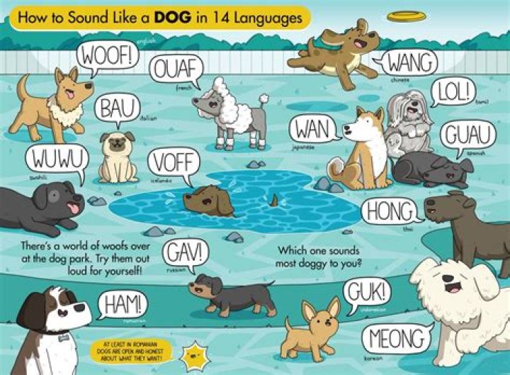 What sound does a hound dog make?