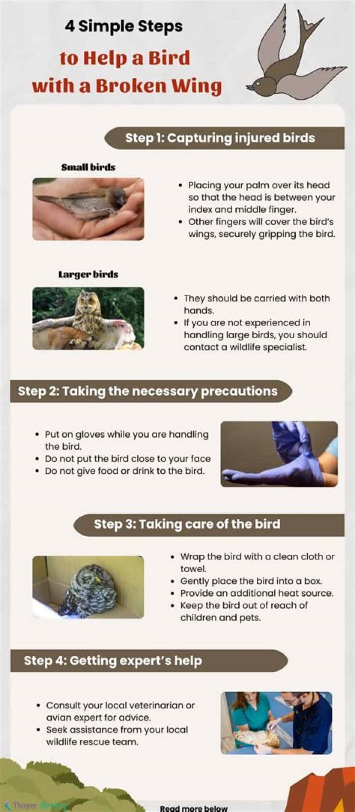 What to do if a bird has a broken wing?