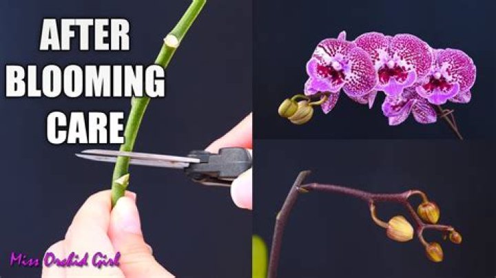 What to do with an orchid after it blooms?