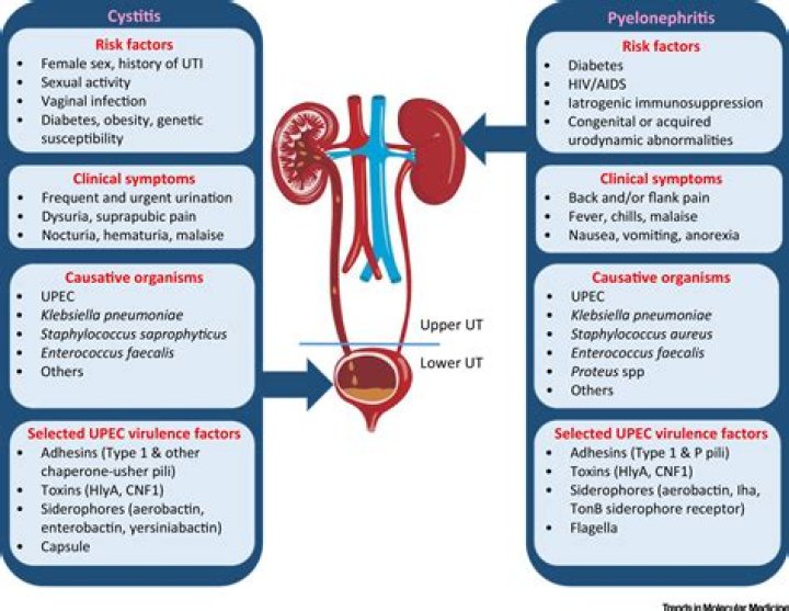 What type of bacteria causes pyelonephritis?
