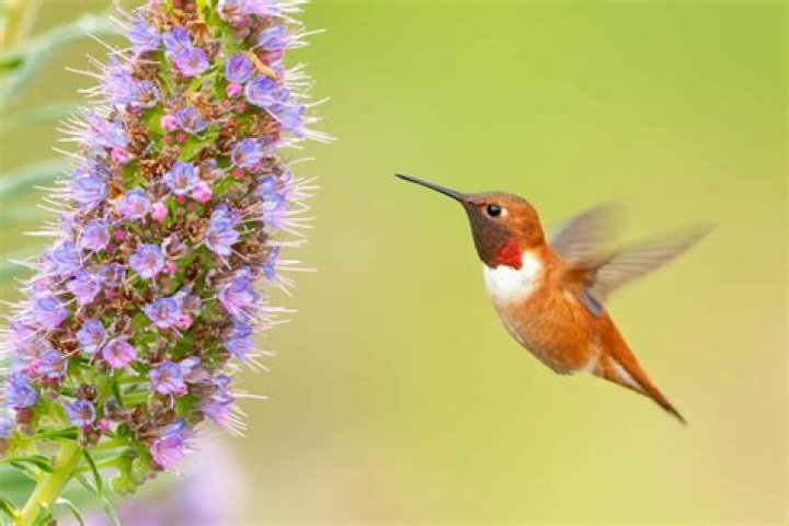 What type of hummingbirds live in Florida?
