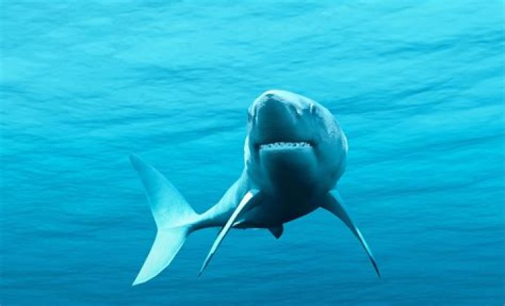 When a shark is upside down?