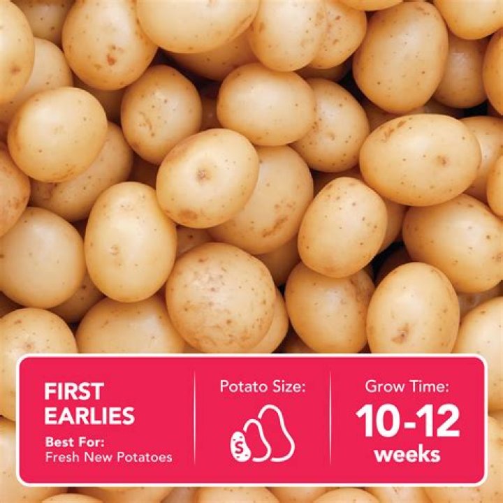 When should I plant my first early potatoes?