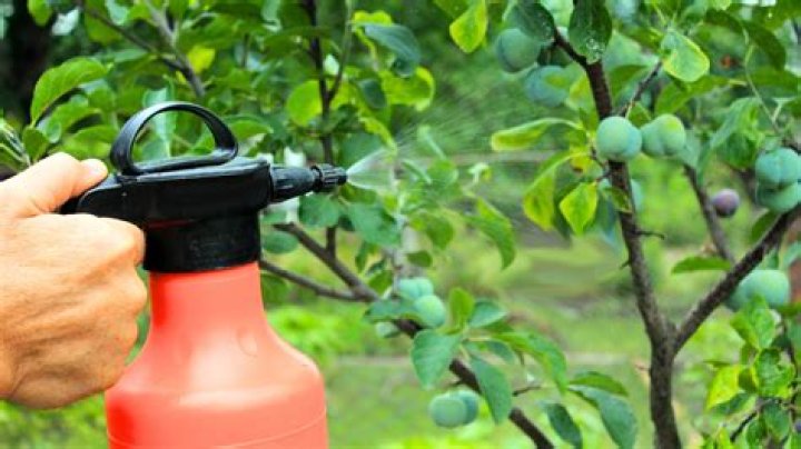 When should I Spray dormant oil on my fruit trees?