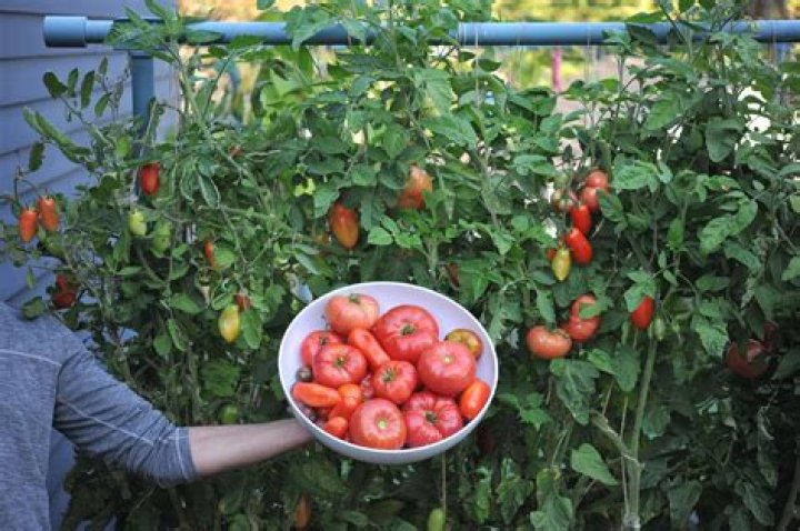 Where are Italian tomatoes grown