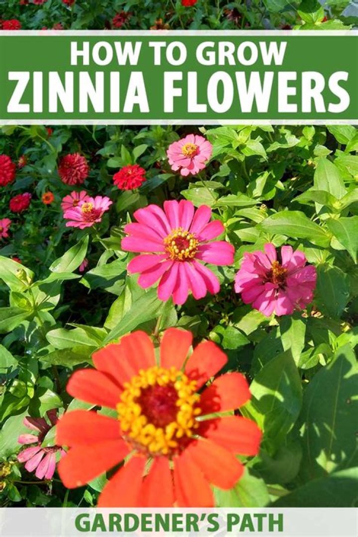 Where are zinnia flowers found?