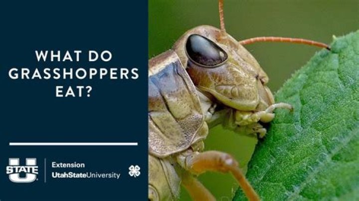 Where did Grasshopper come from?