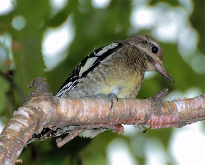 Where did yellow bellied sapsucker come from