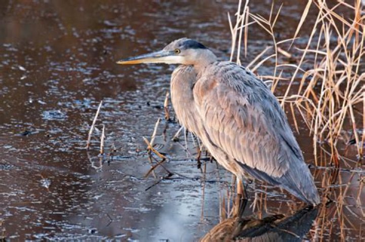 Where do great blue herons go in winter?
