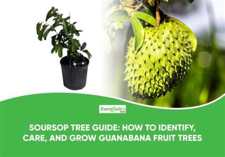 Where do Guanabana trees grow?