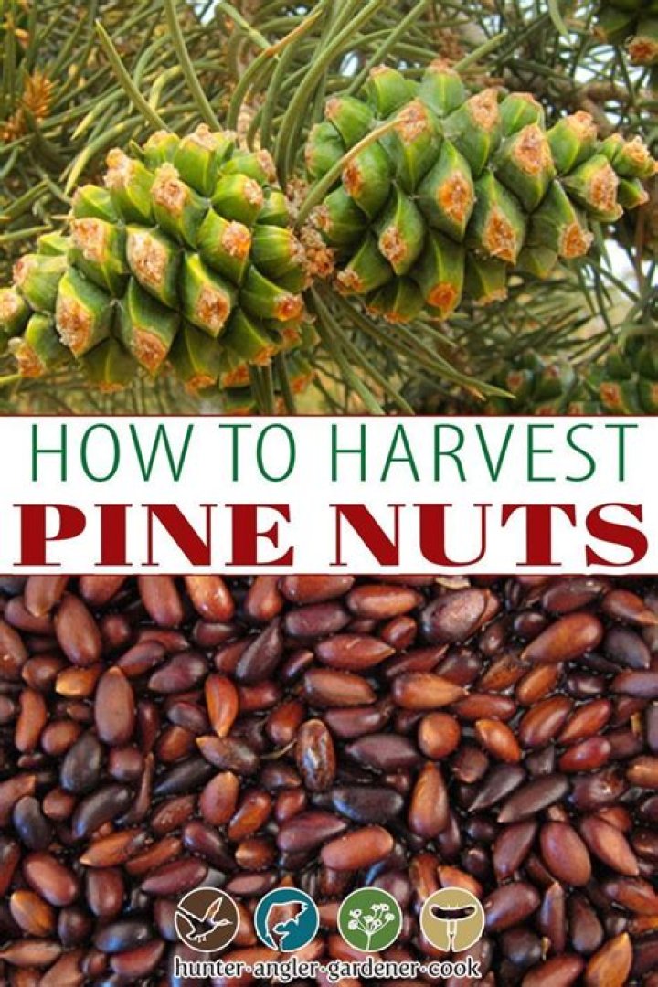 Where do you get pine nuts?