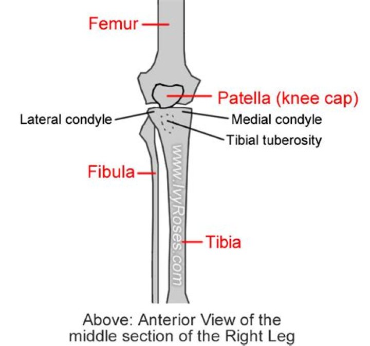 Where is the lateral tibial condyle