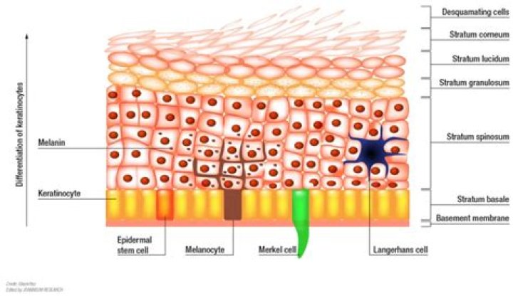 Which layer contains the column like cells?