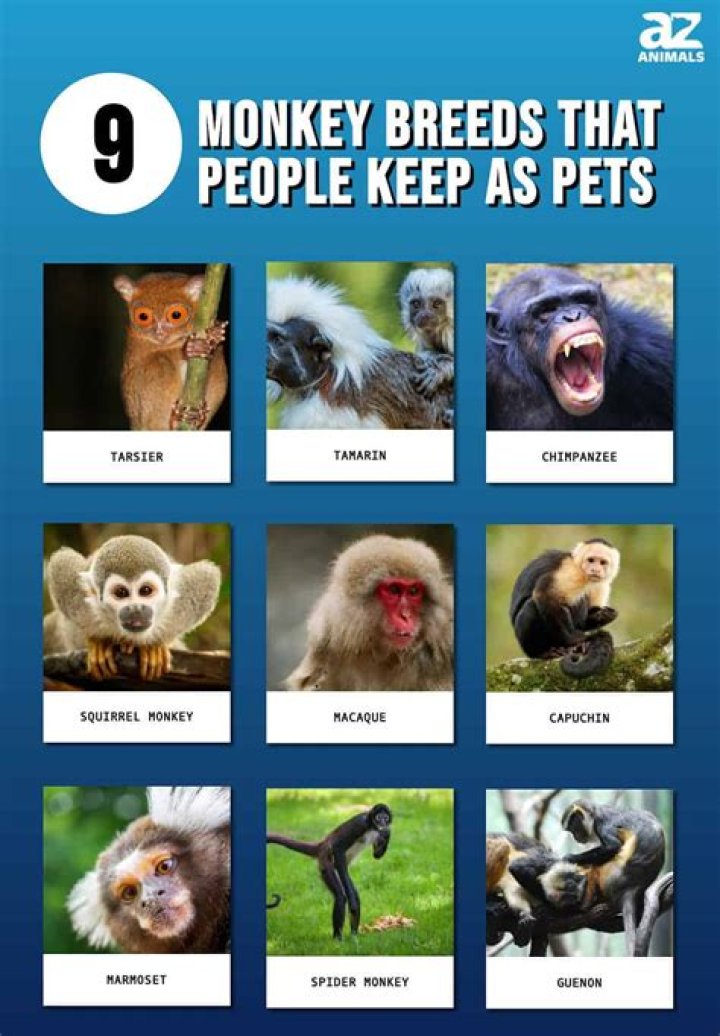 Which Monkey is best for a pet?