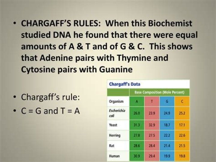 Who was chargaff and what is his rule?