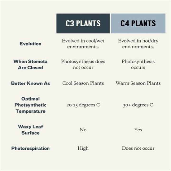 Why are C4 plants more suited to hot climates in C3 plants?