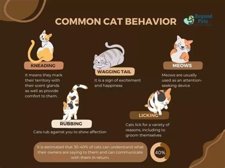 Why do cats do that weird cat behaviors explained?