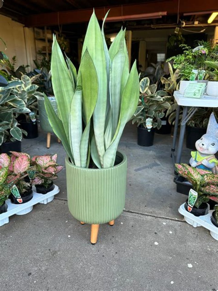 Why is my Sansevieria yellow?