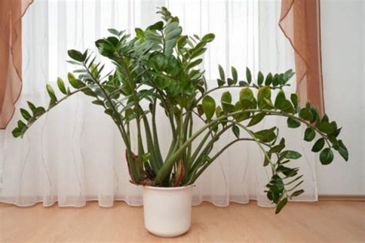 Why is my ZZ plant leaning?