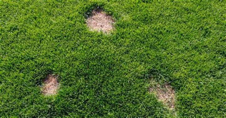 Will grass spread to bare spots?