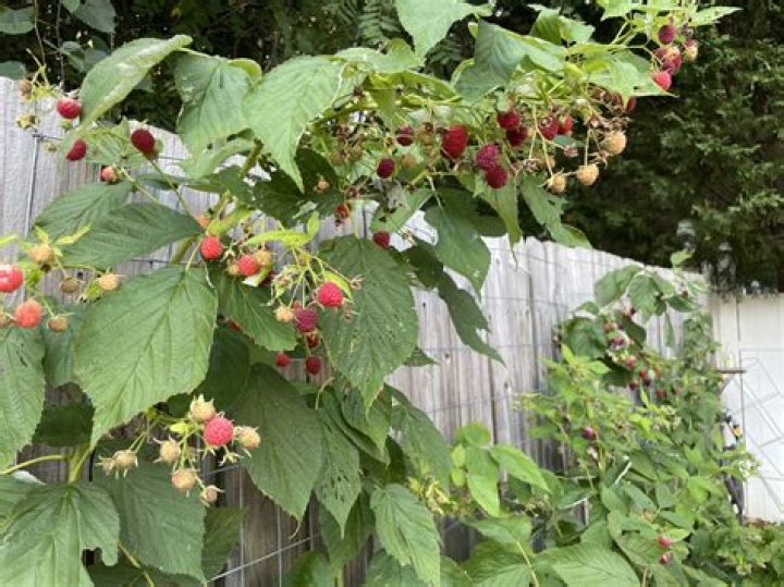 Will raspberries grow in Arkansas?